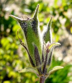   Fruit:   Sesamum trilobum ; Photo by Z. Akulova, calphotos.berkeley.edu
